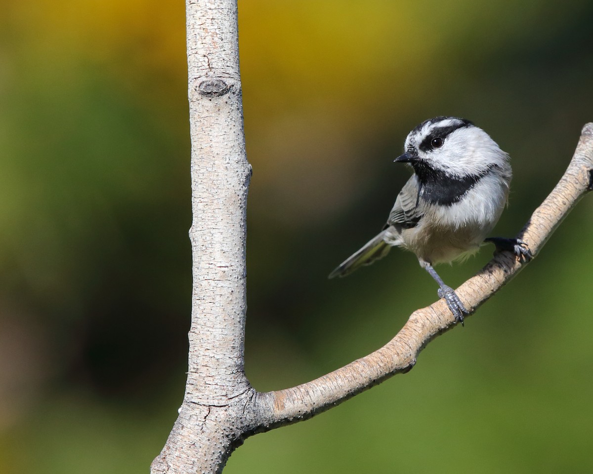 Mountain Chickadee - ML180815011