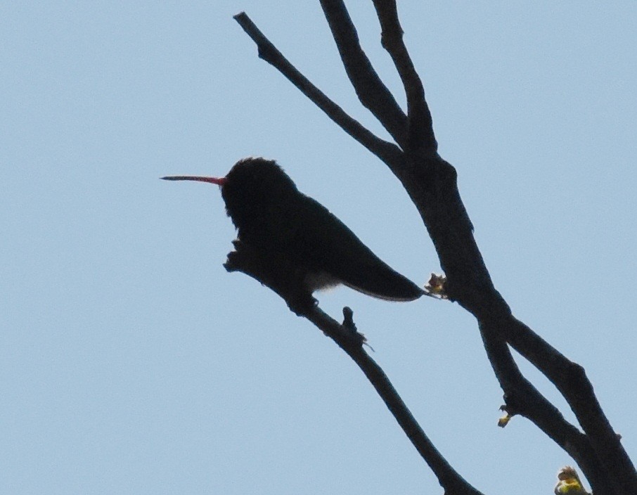 Glittering-bellied Emerald - ML180821581