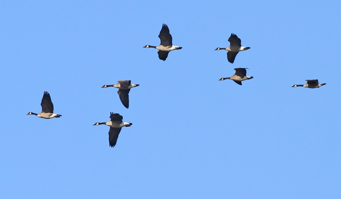 Canada Goose - ML180821861