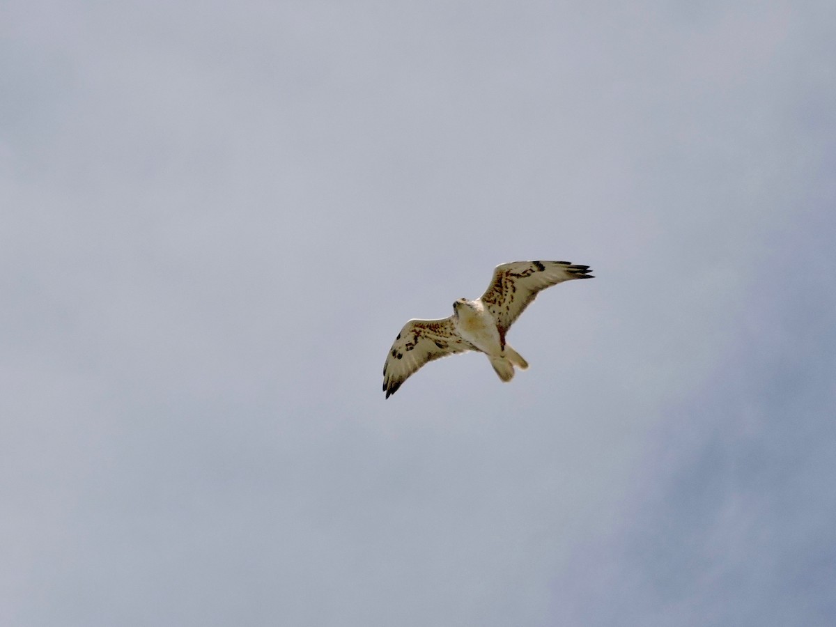 Ferruginous Hawk - ML180822551