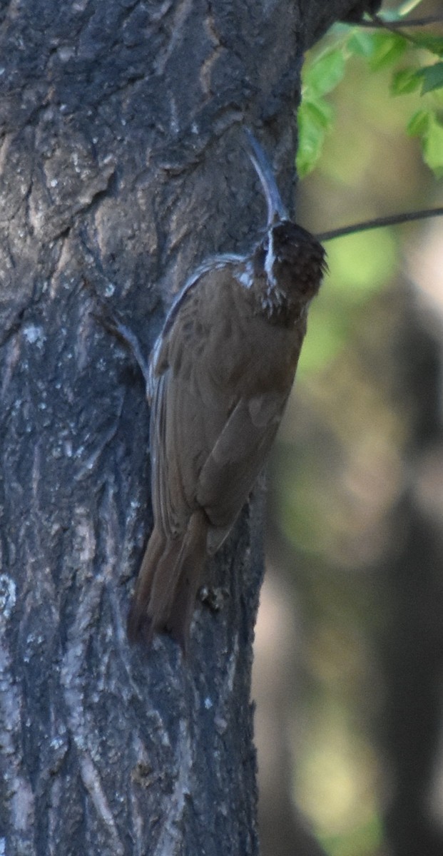 Scimitar-billed Woodcreeper - ML180822631