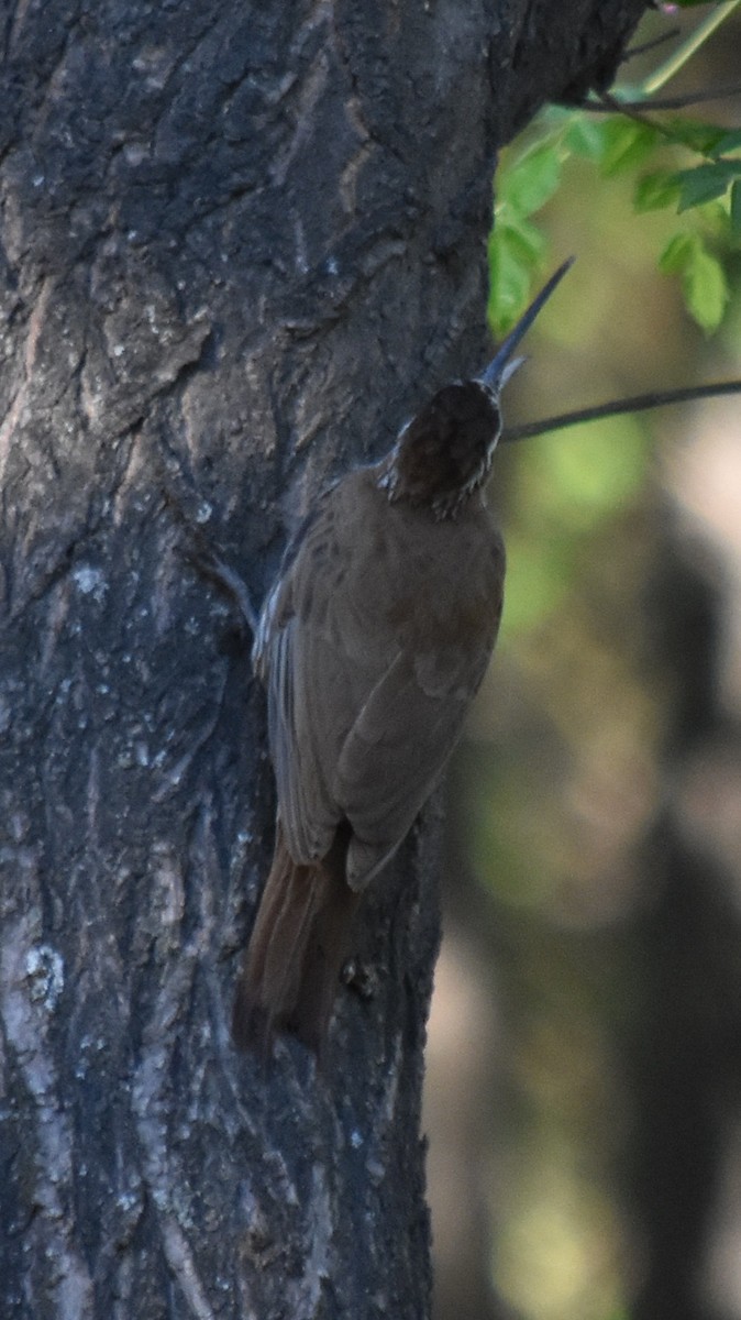 Scimitar-billed Woodcreeper - ML180822641