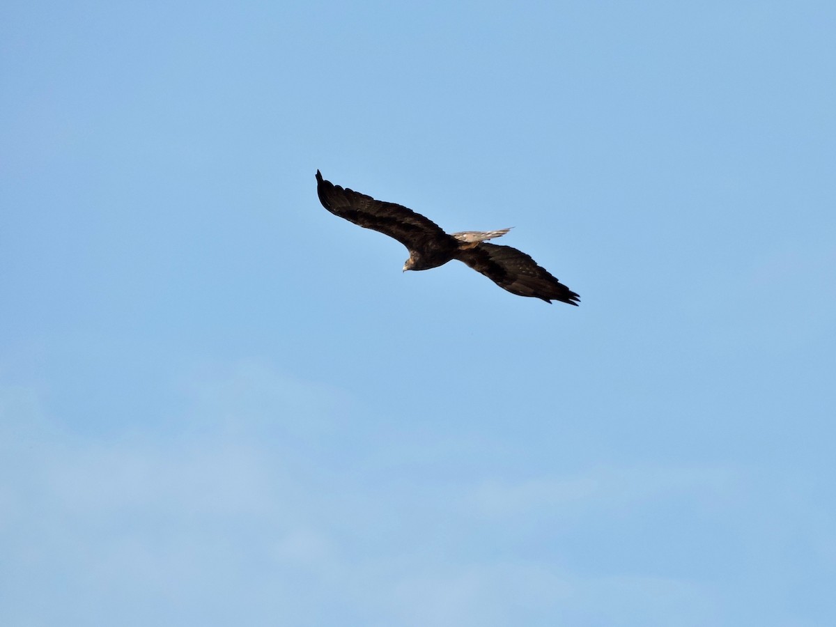 Golden Eagle - ML180822651