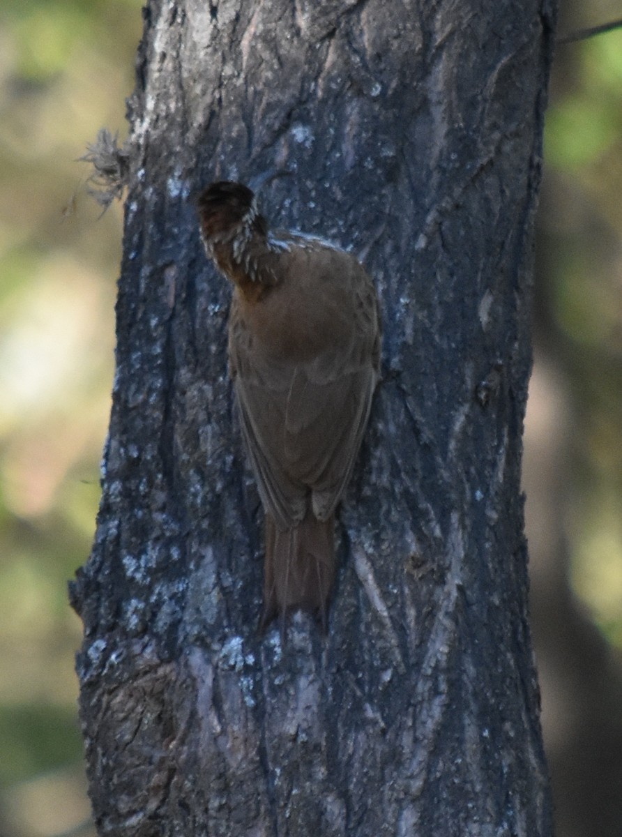 Scimitar-billed Woodcreeper - ML180822661