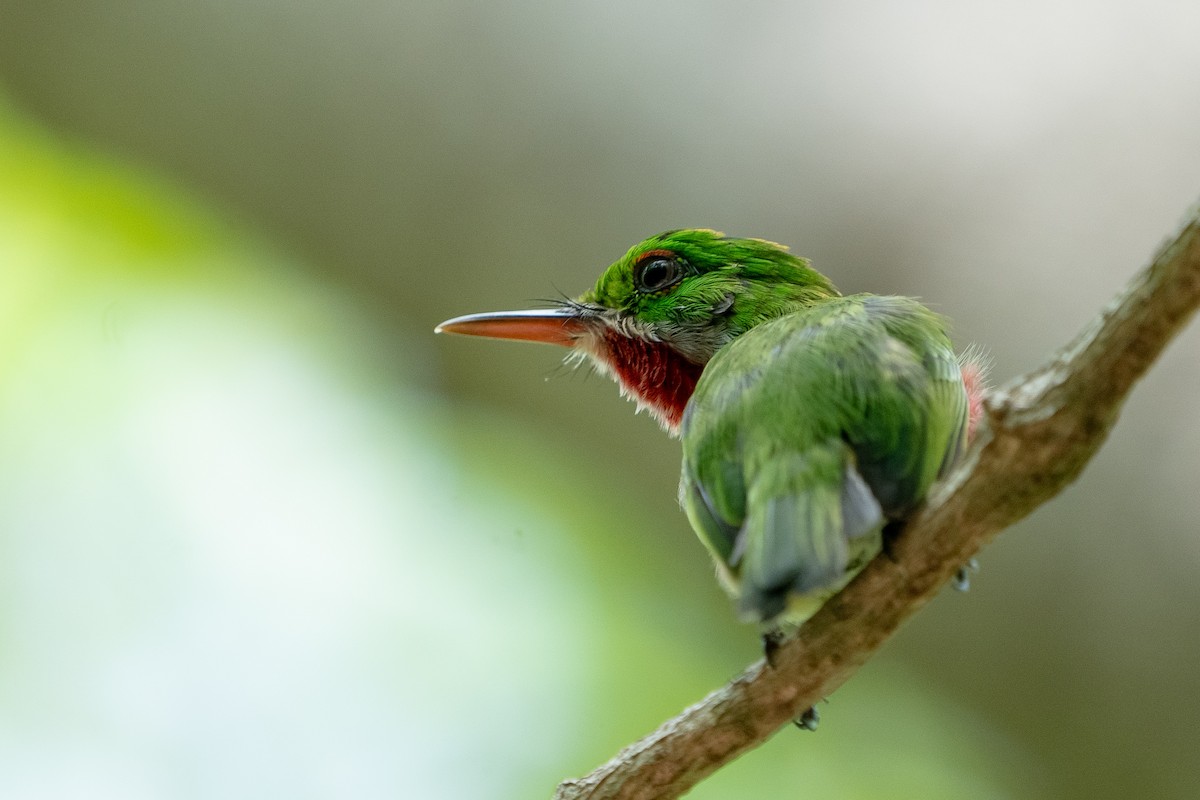 Broad-billed Tody - ML180822901