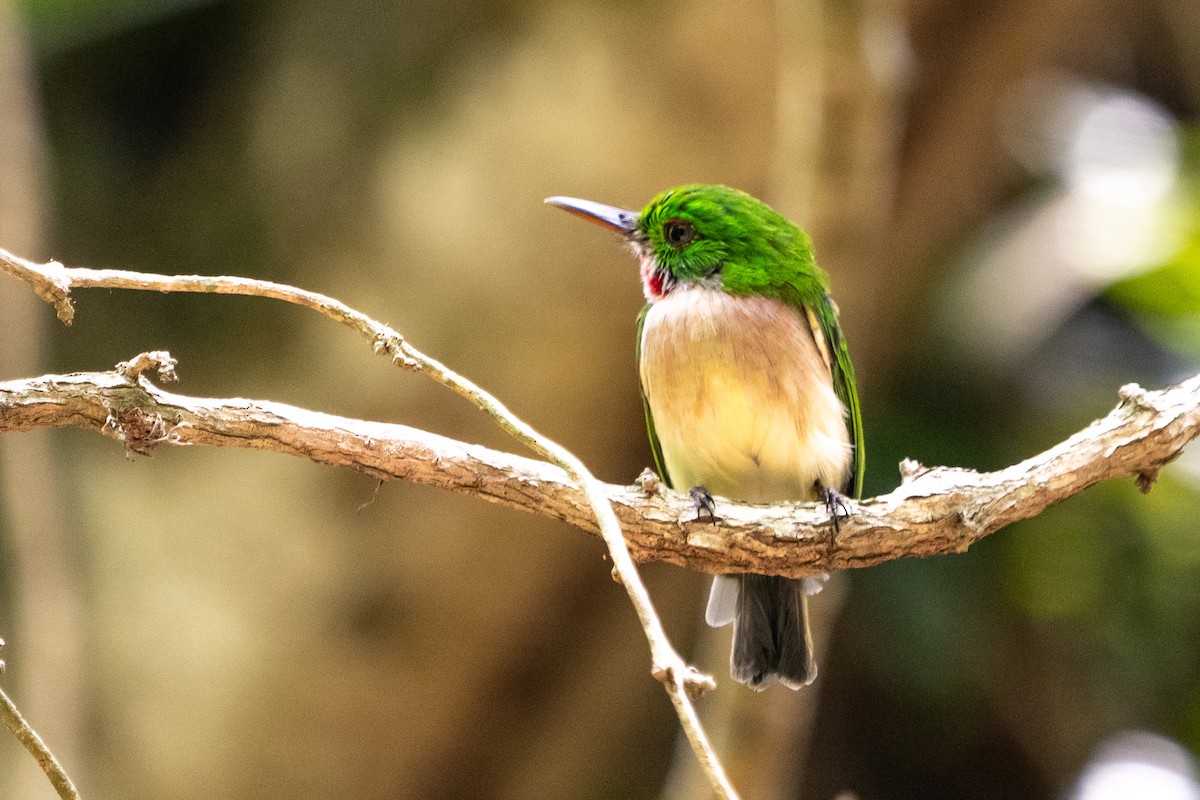 Broad-billed Tody - Pawel Michalak