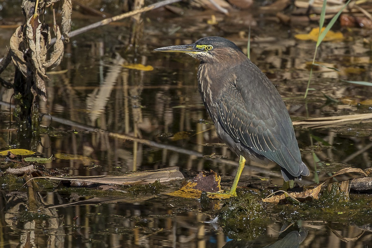 Green Heron - Alan Wells