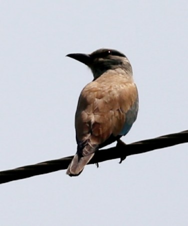 European Roller - ML180823411