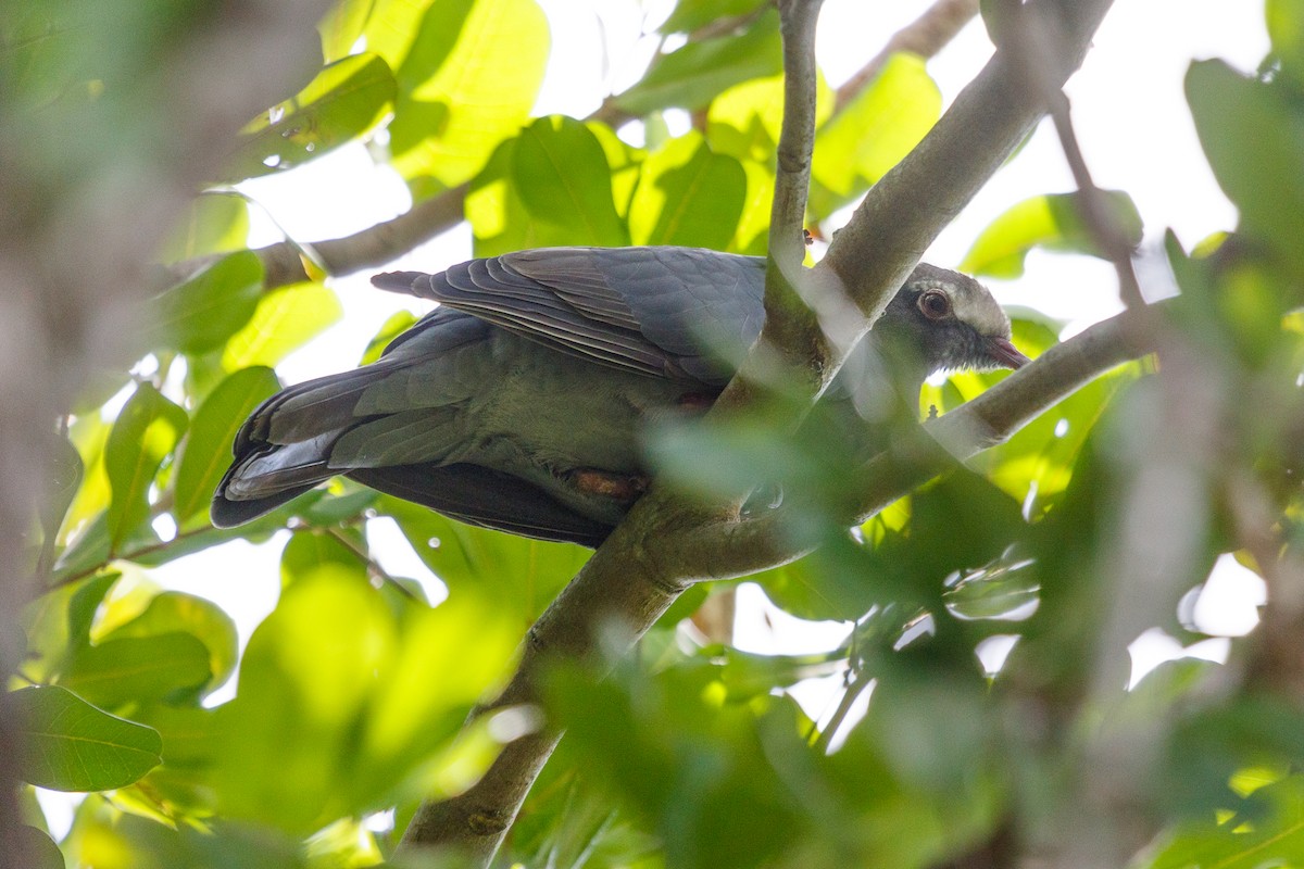 White-crowned Pigeon - ML180823721