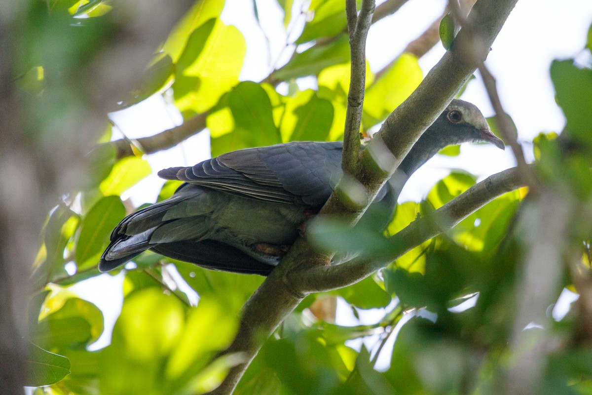 White-crowned Pigeon - ML180823731