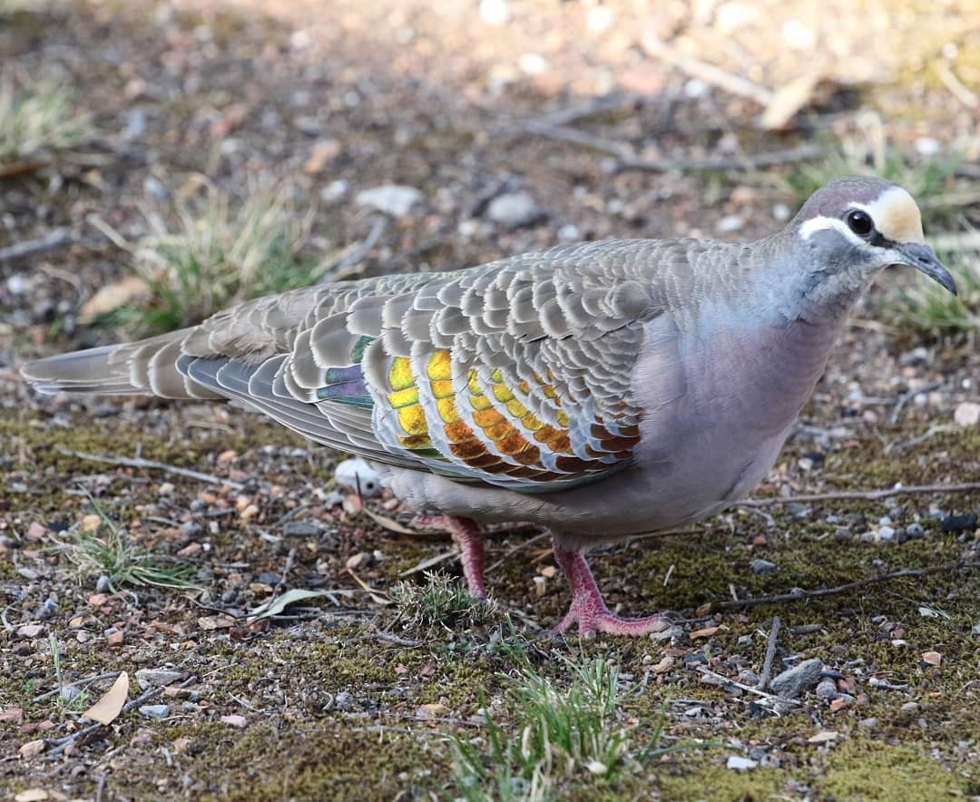 Common Bronzewing - ML180825131