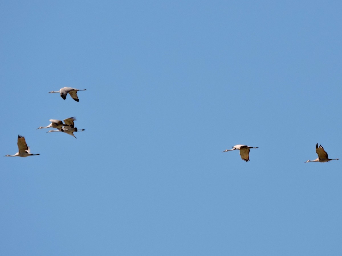 Sandhill Crane - ML180825291