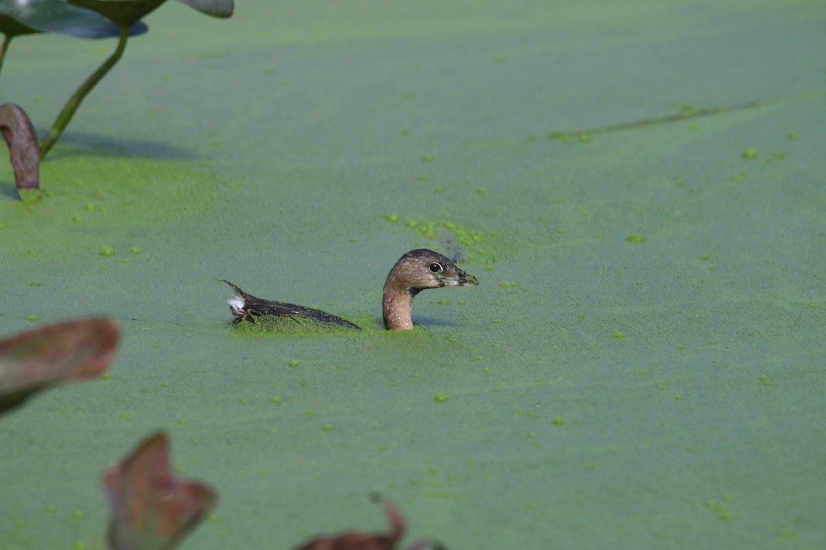 Pied-billed Grebe - Devin Griffiths