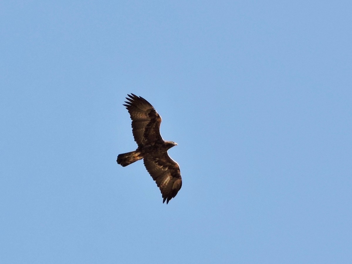 Golden Eagle - ML180825441