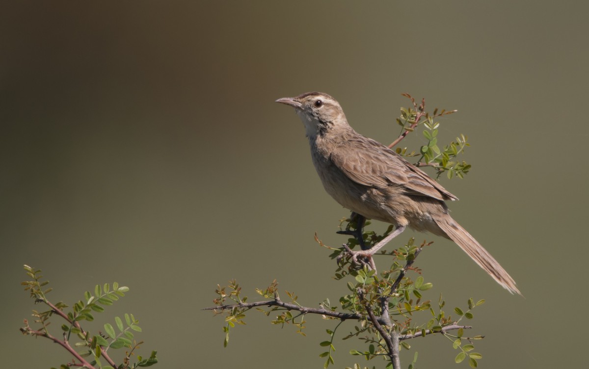 Leñatero - ML180825541