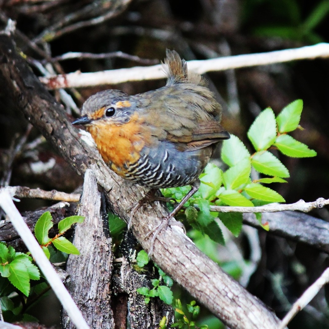 Chucao Tapaculo - ML180825811