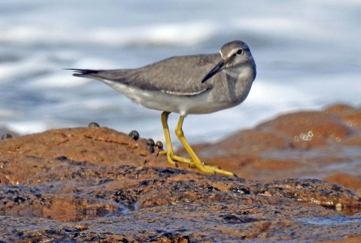 Wandering Tattler - ML180826581