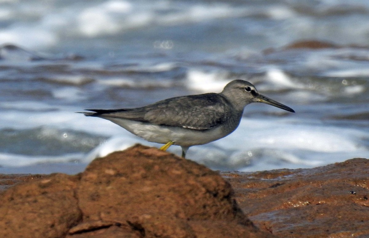 Wandering Tattler - Danilo Moreno