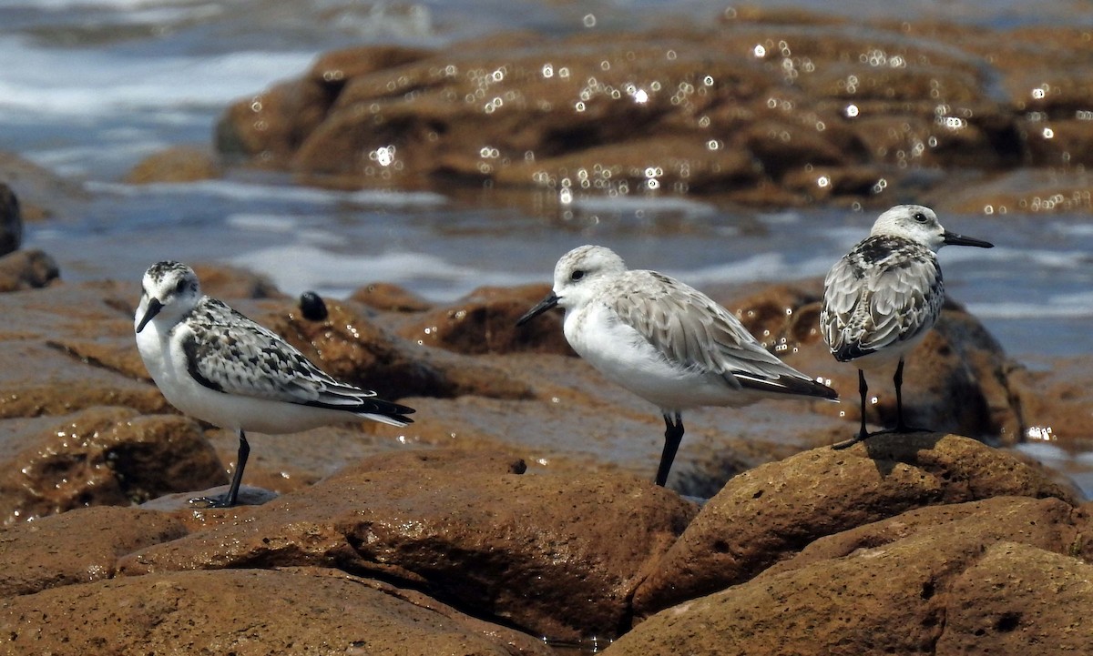 Bécasseau sanderling - ML180826741