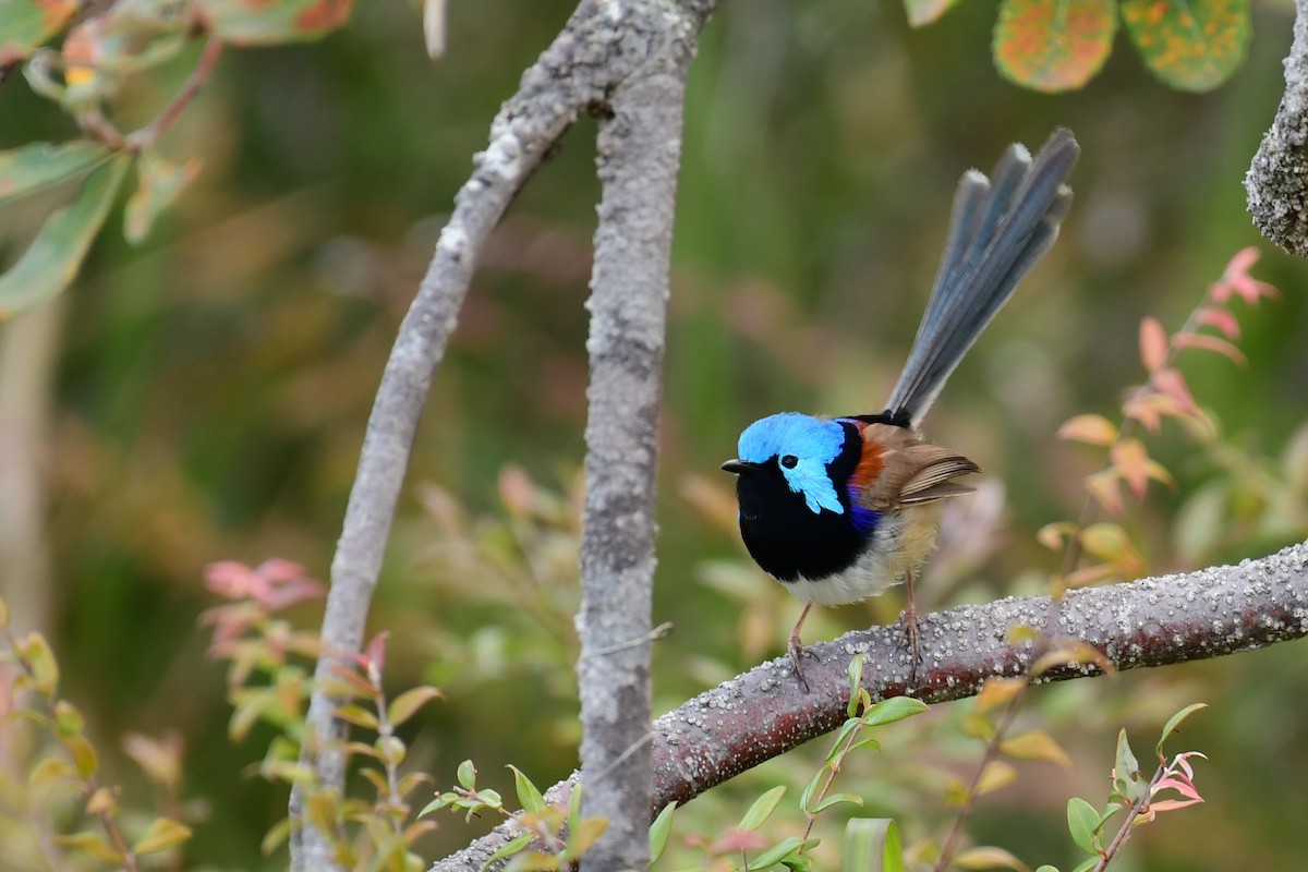 Variegated Fairywren - ML180827971