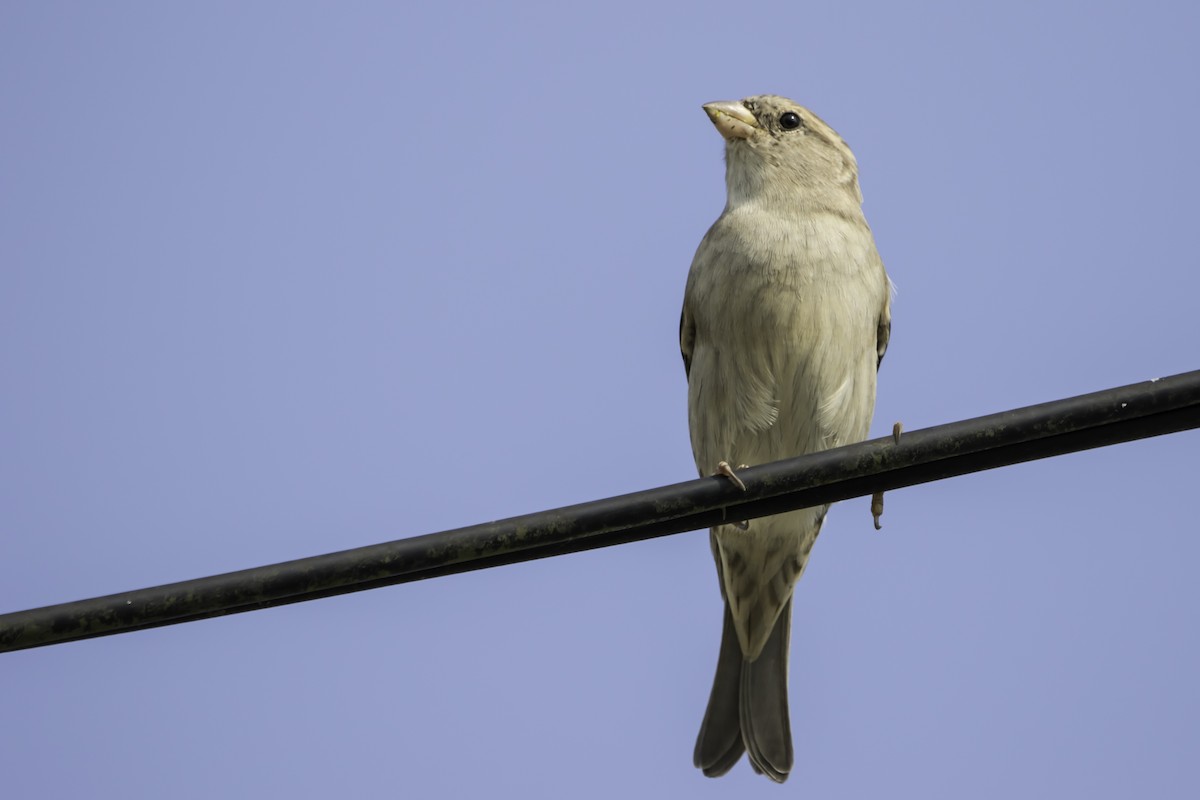 House Sparrow - Jorge Eduardo Ruano