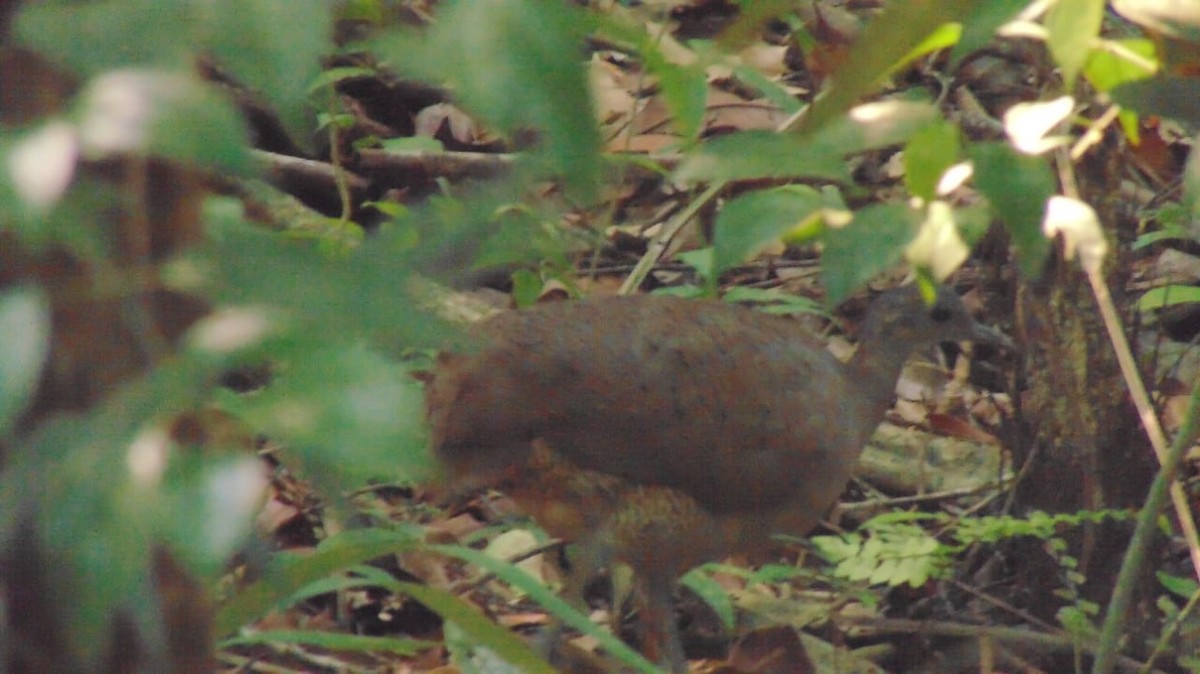 Great Tinamou - ML180830411