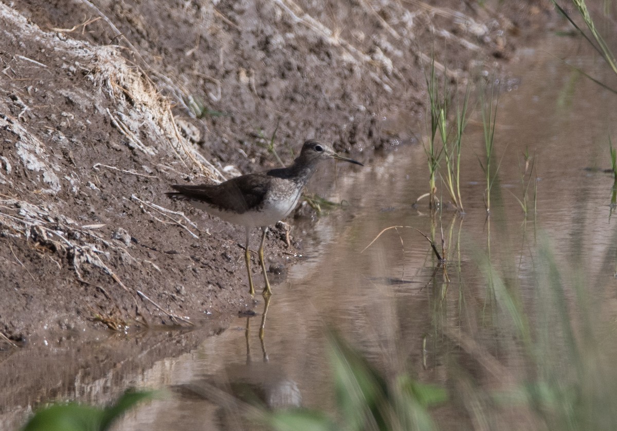 Solitary Sandpiper - Pablo Re