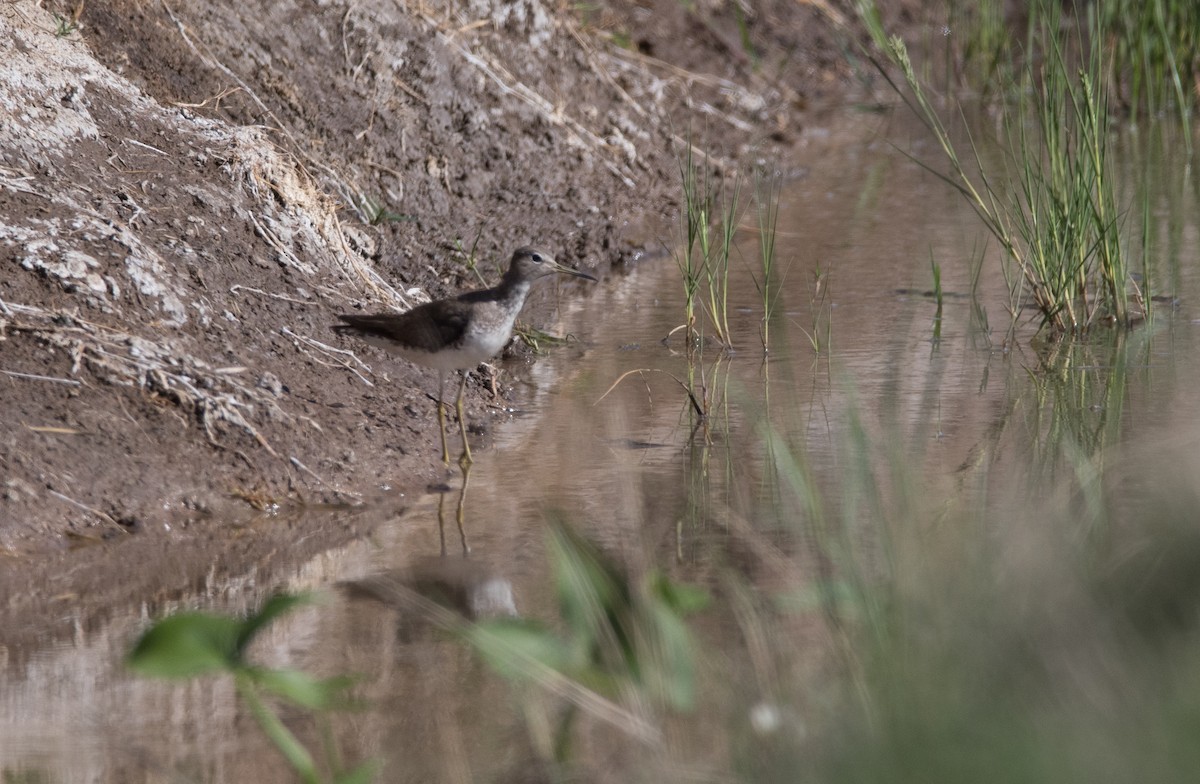 Solitary Sandpiper - ML180830721