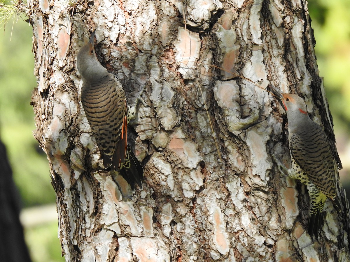 Northern Flicker - ML180831171