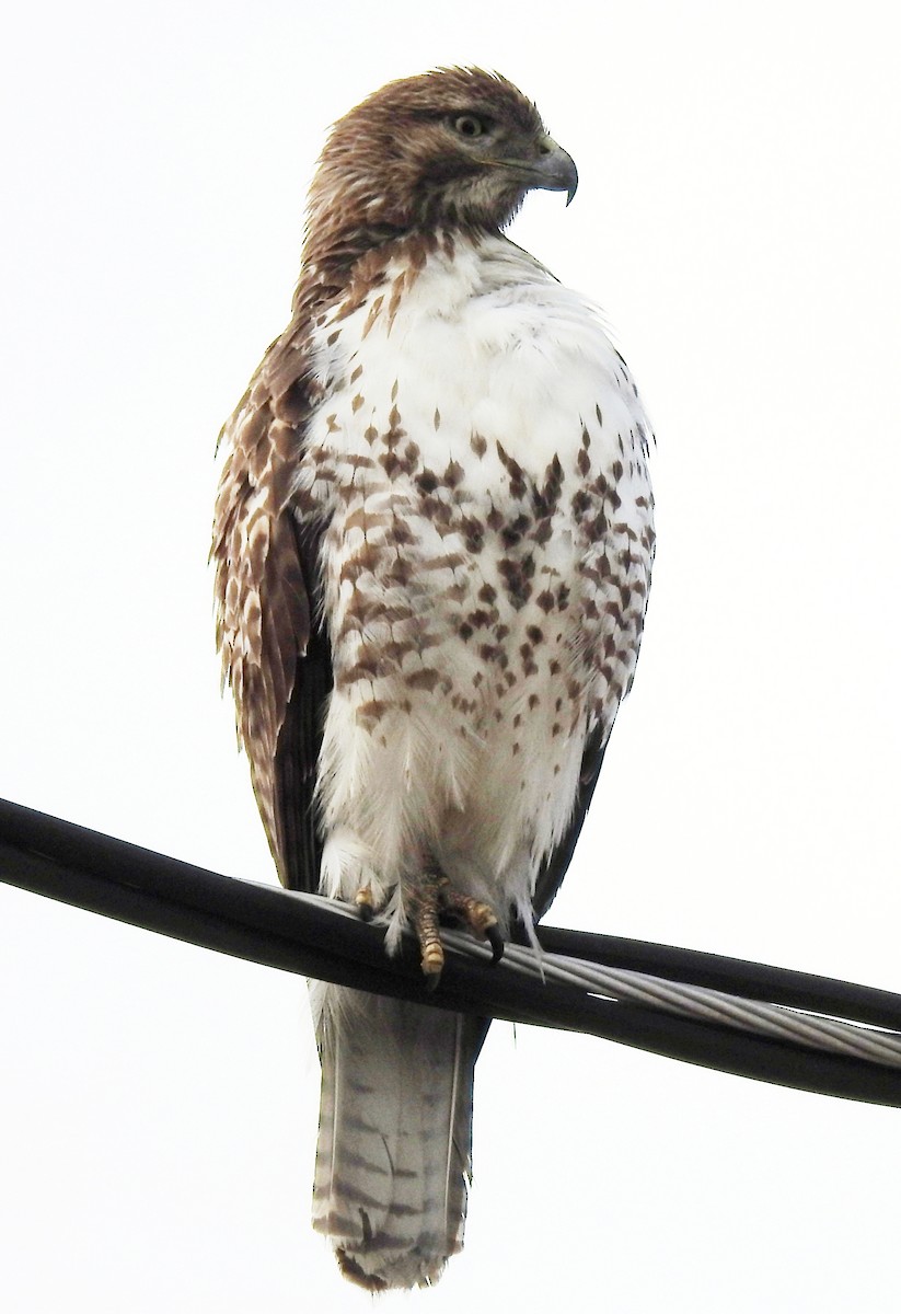 Red-tailed Hawk - ML180832861