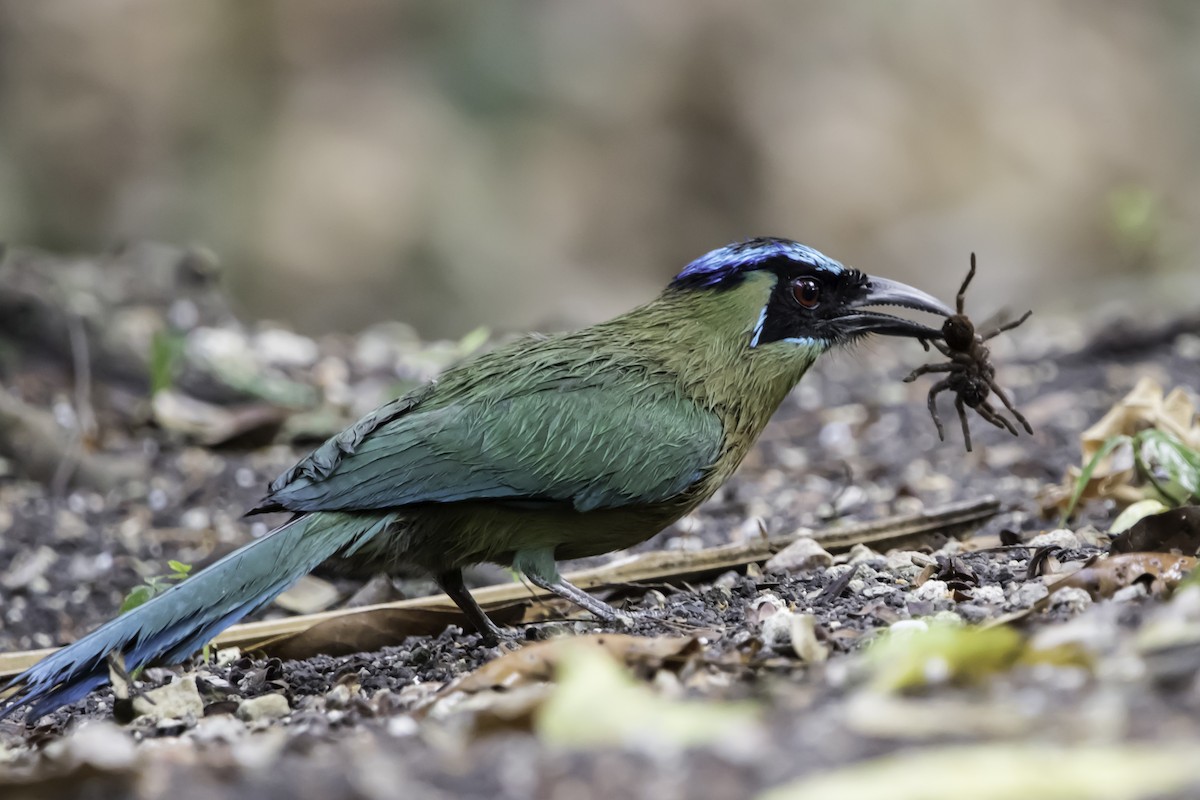 Lesson's Motmot - ML180833611