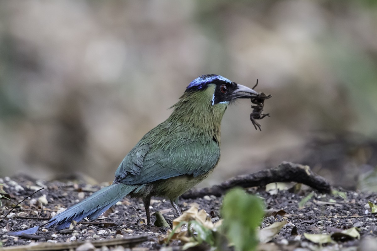 Lesson's Motmot - ML180833641