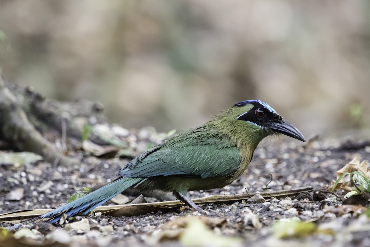 Lesson's Motmot - ML180833671