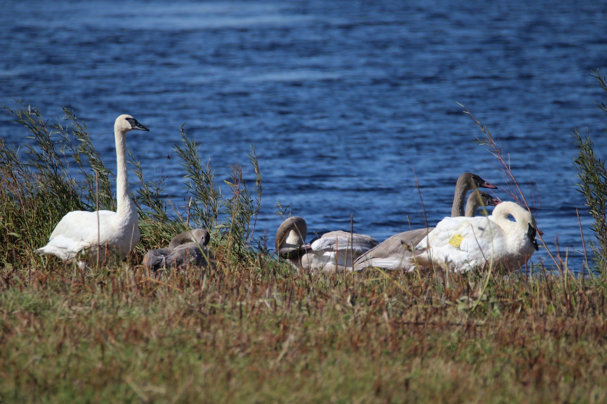 Trumpeter Swan - Patrick Sysiong
