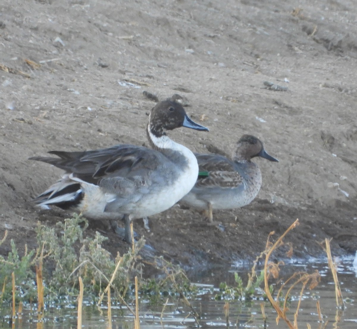 Northern Pintail - ML180834091