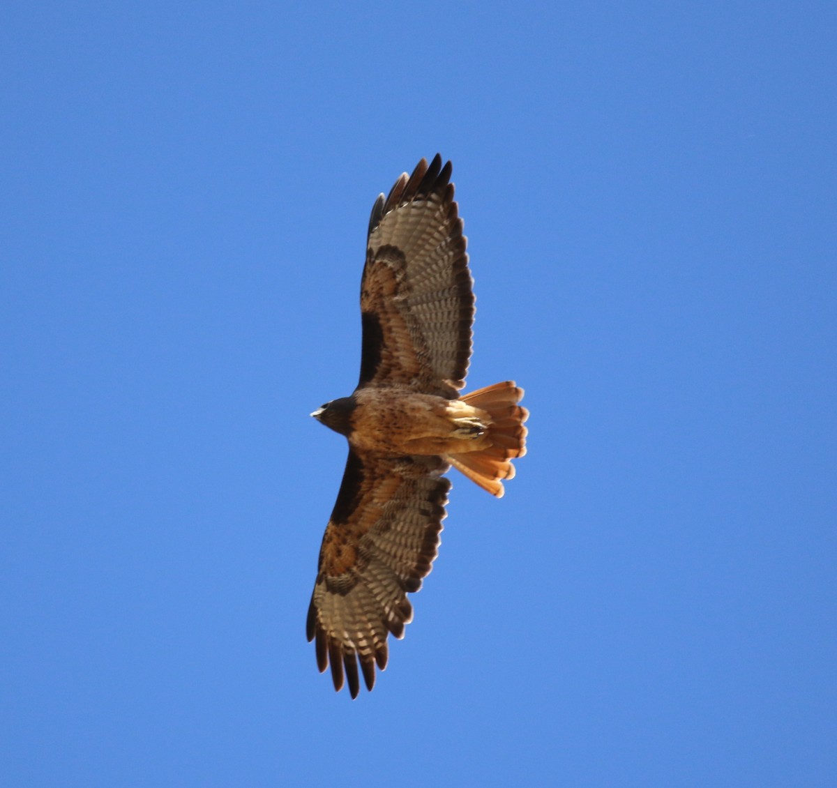 Red-tailed Hawk - Pair of Wing-Nuts