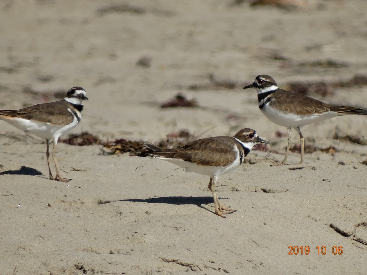 Killdeer - Heidi George