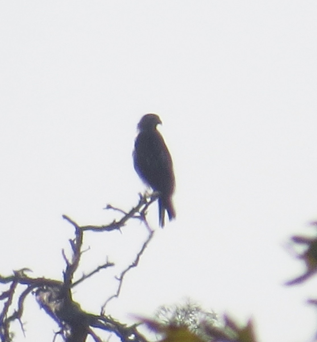 tanımsız Buteo sp. - ML180834921