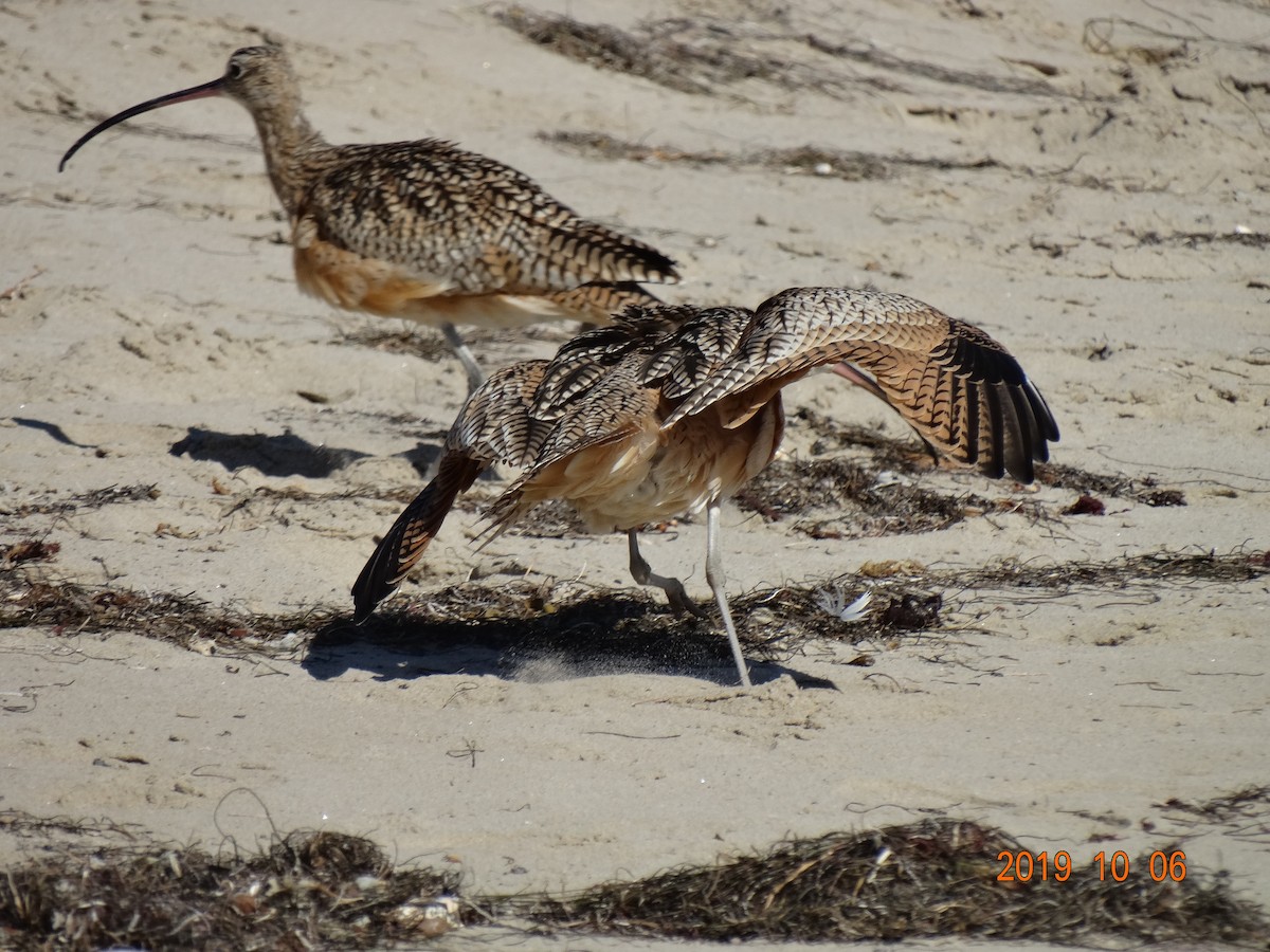 Long-billed Curlew - Heidi George