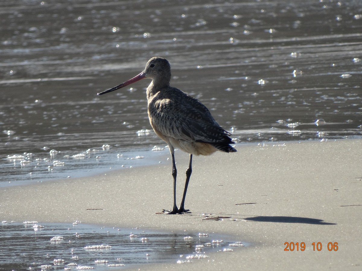 Marbled Godwit - ML180835111