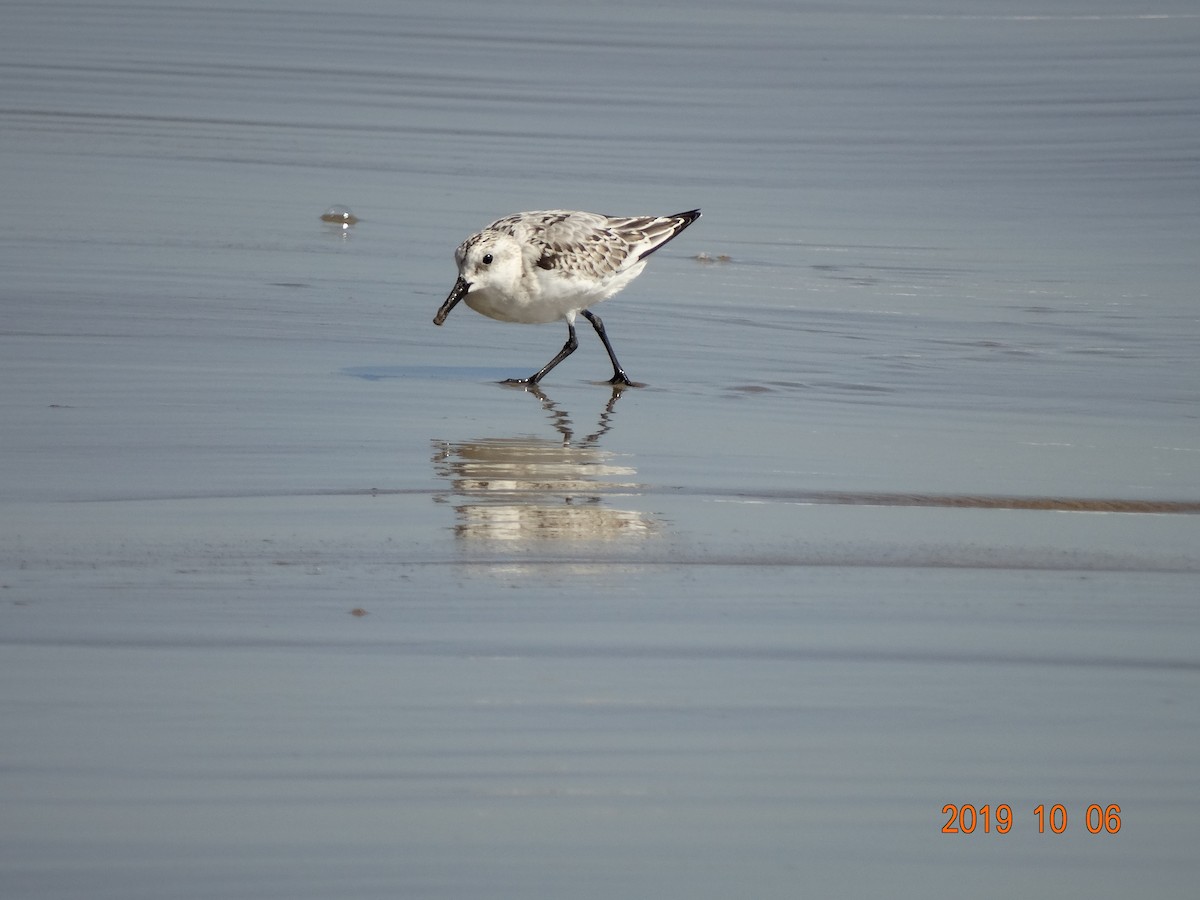 Sanderling - ML180835281