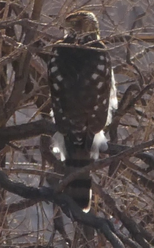 hawk sp. - ML180835311