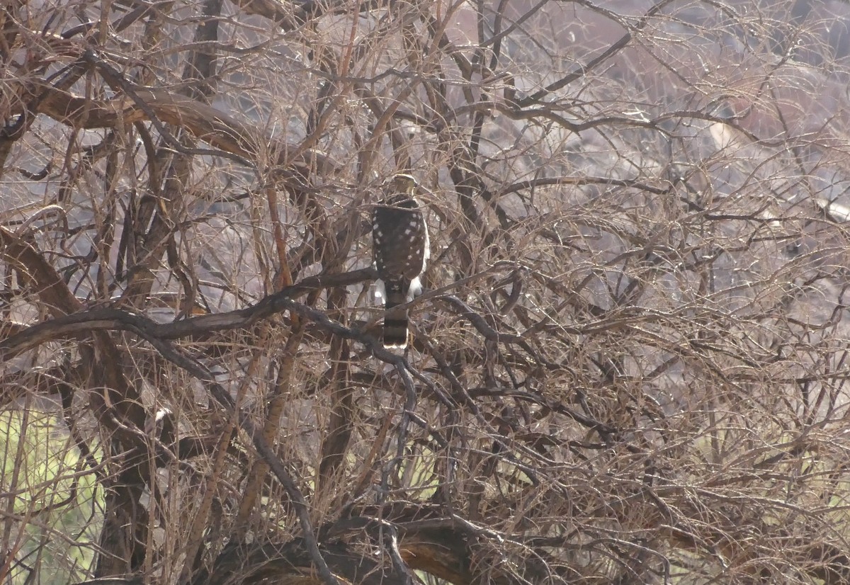 Accipitridae sp. (zapelatz itxurakoa) - ML180835371