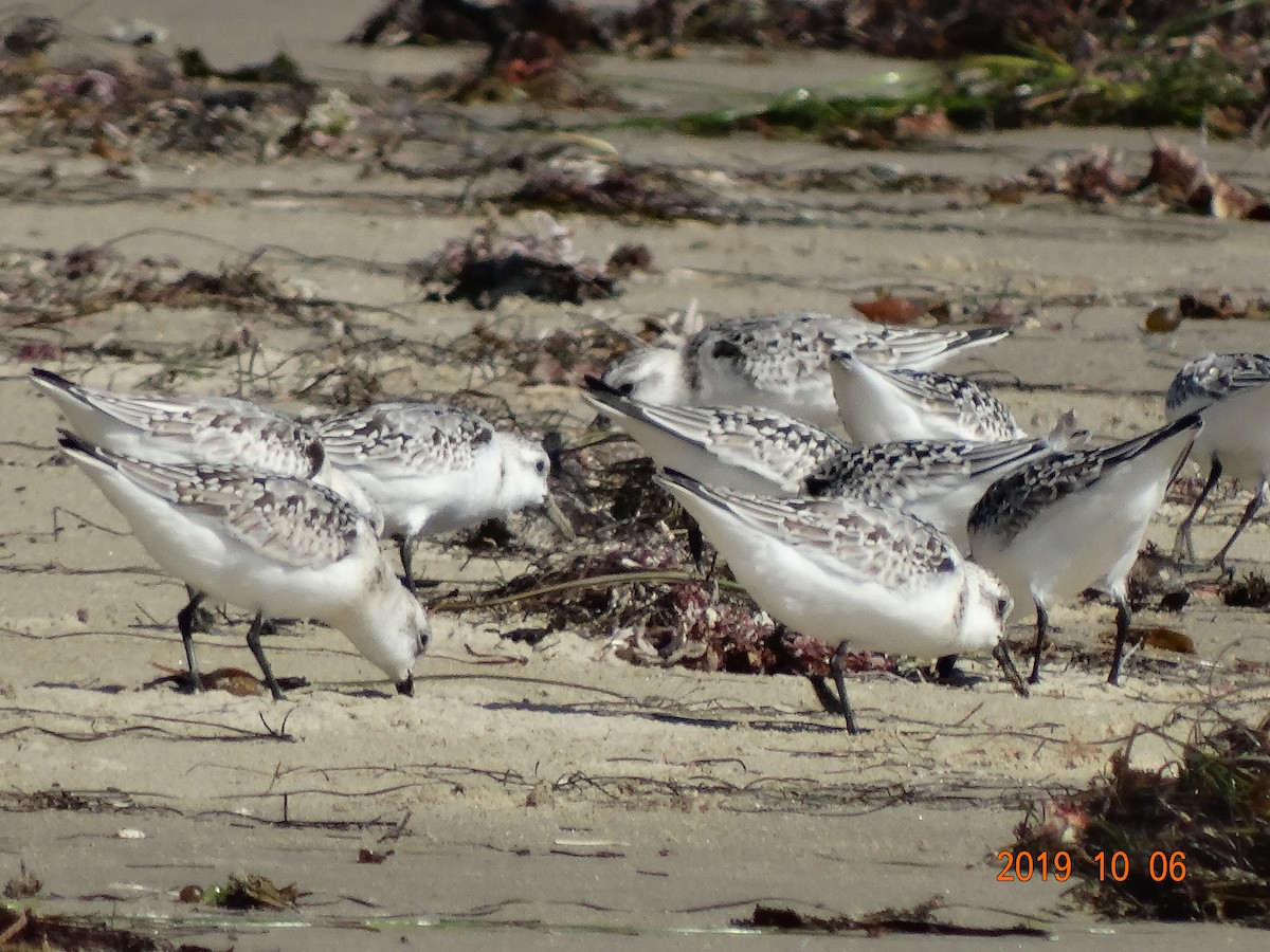 Bécasseau sanderling - ML180835421