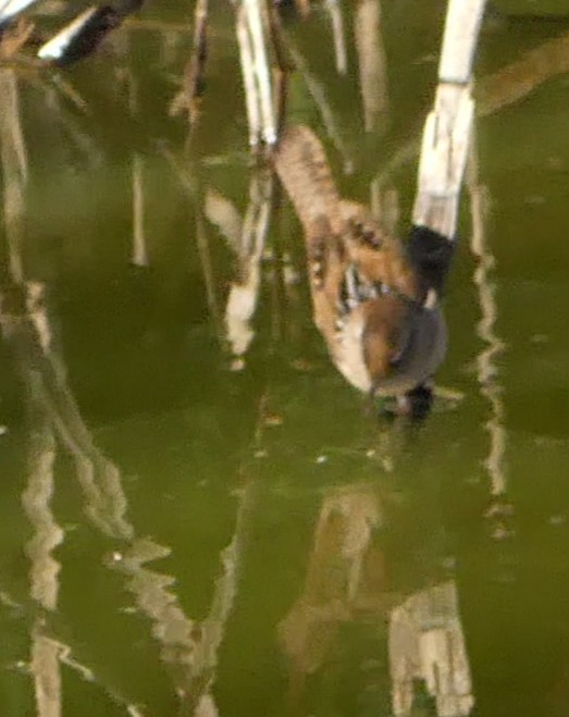 Marsh Wren - ML180835431