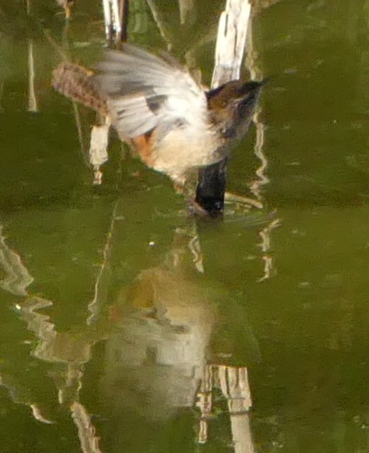 Marsh Wren - ML180835461