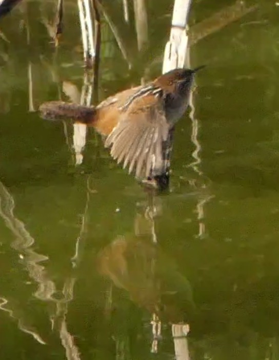 Marsh Wren - ML180835471