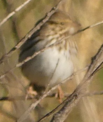 Пасовник савановий - ML180835731