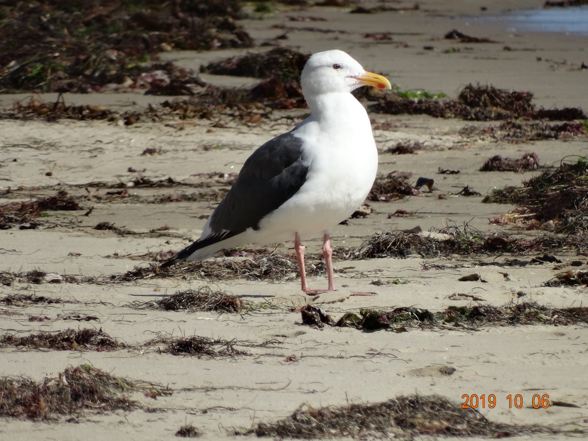 Goéland d'Audubon - ML180836121