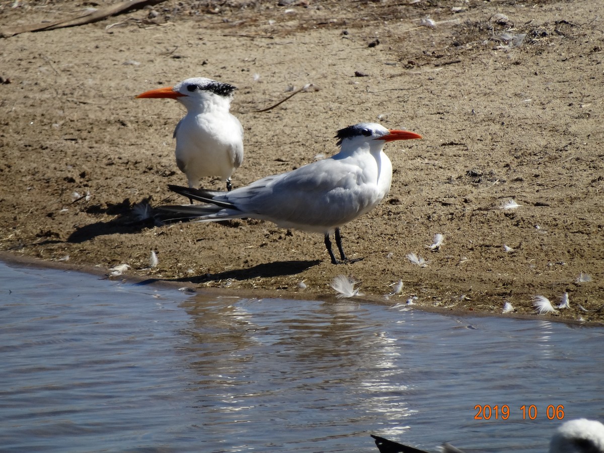 Royal Tern - ML180836431